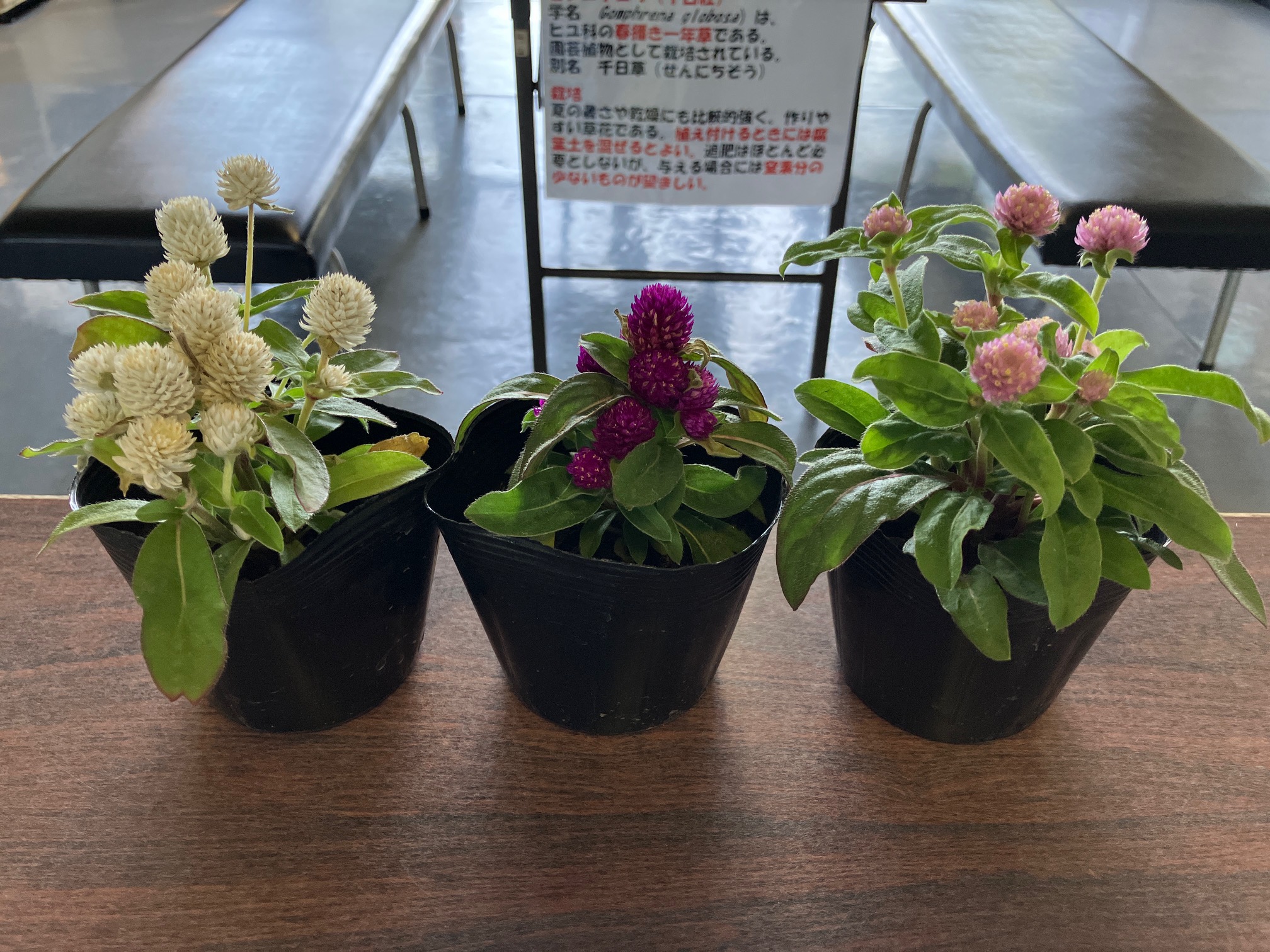 センニチコウ